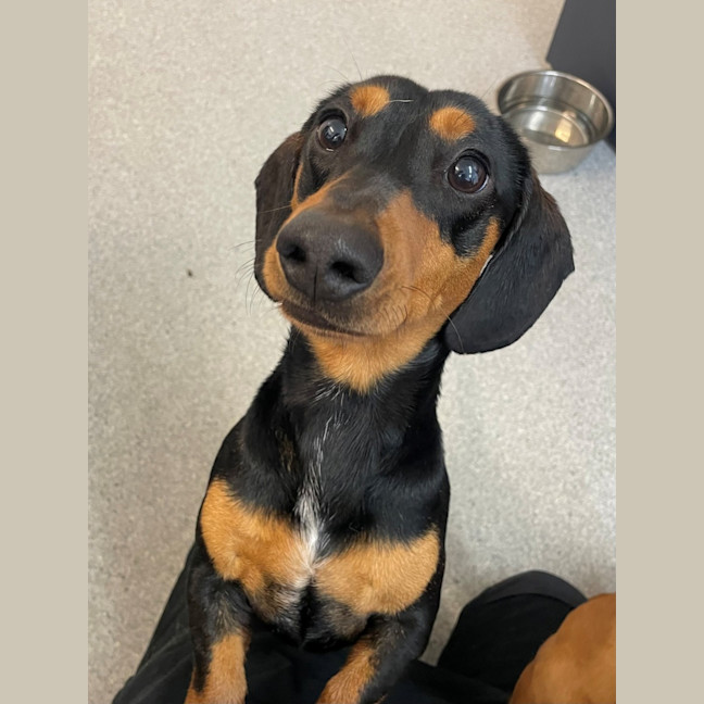 Photo of D1184 Kevin