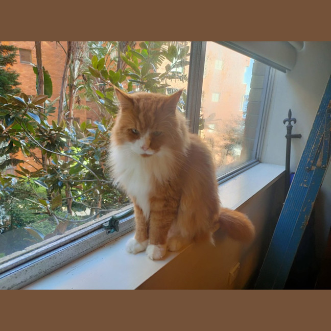 Photo of 🦁 Leo 🦁 