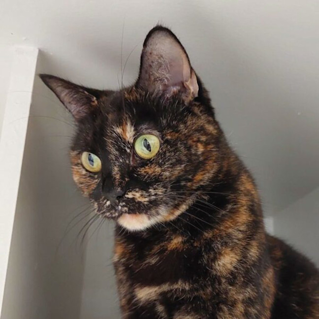 Photo of Willow