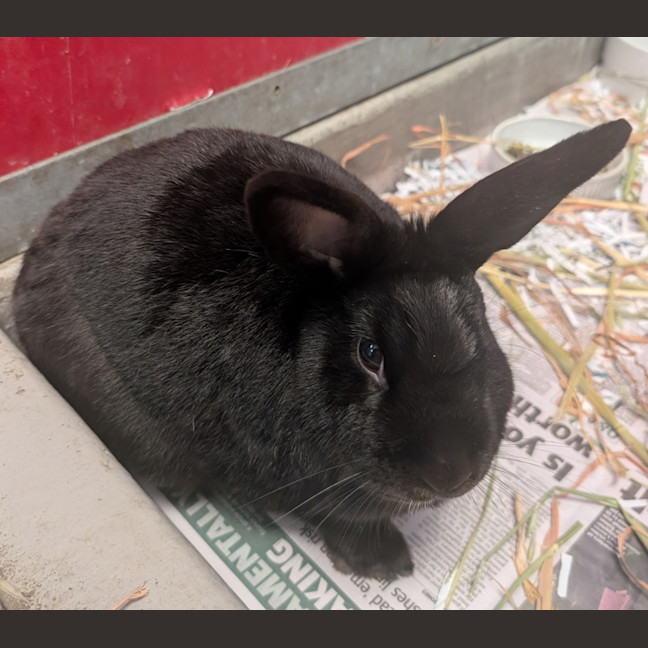 Photo of Chimi