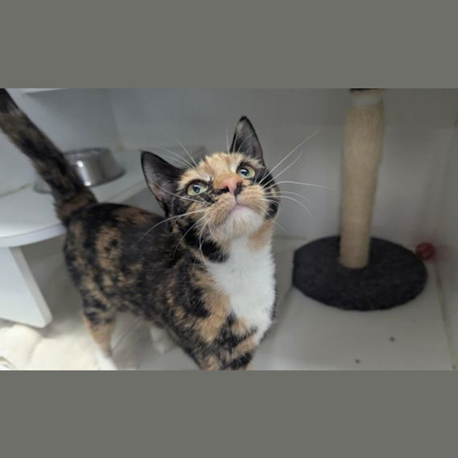 Photo of Willow