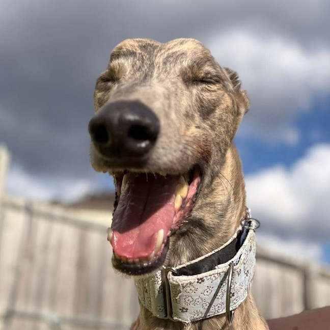 Photo of Spud