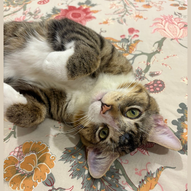 Photo of Wilbur