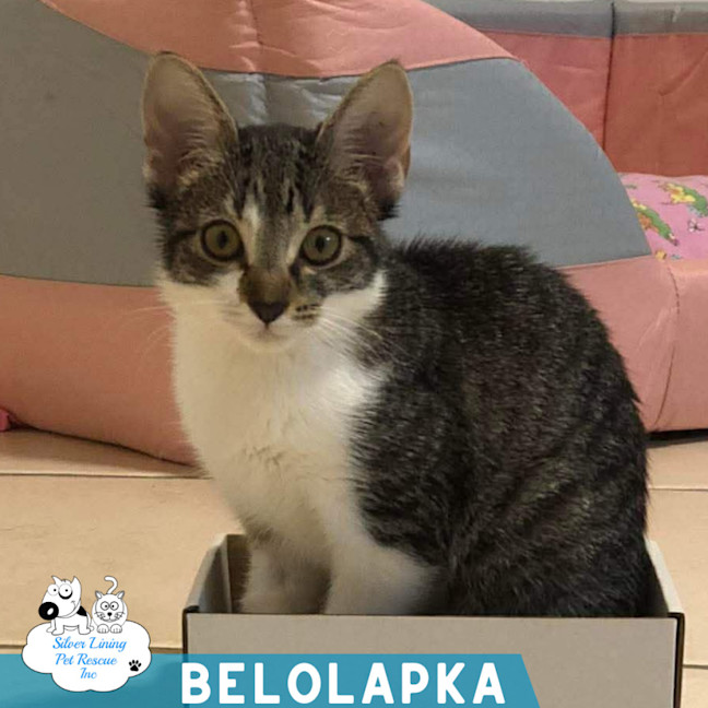 Photo of Belolapka