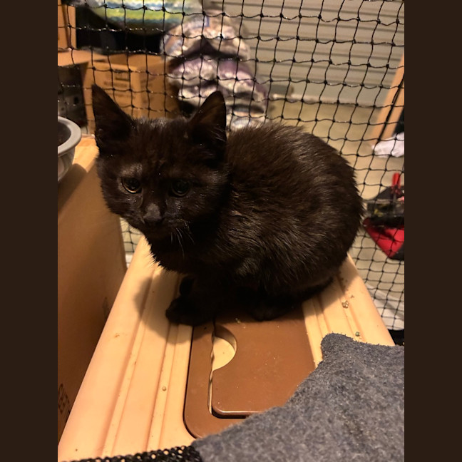 Photo of Arrow