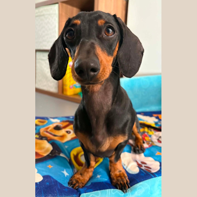 Photo of Frankie