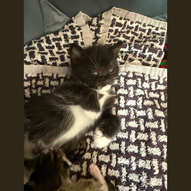 Photo of Fauna Meet Me At Petstock Chelsea