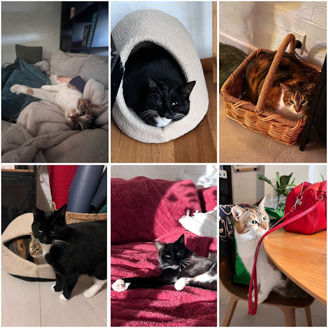 Photo of Flip & Bagel   The Chunky Monkeys