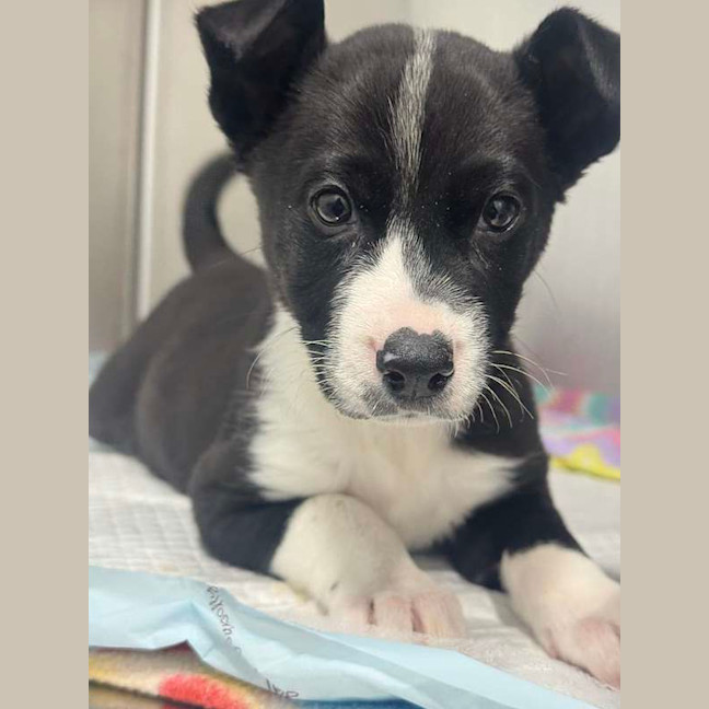 Photo of Dora