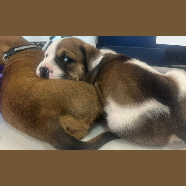 Photo of Tiny