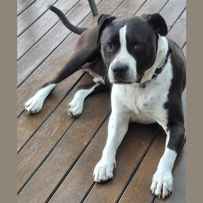 Photo of Zeus   5 Year Old Staffy X