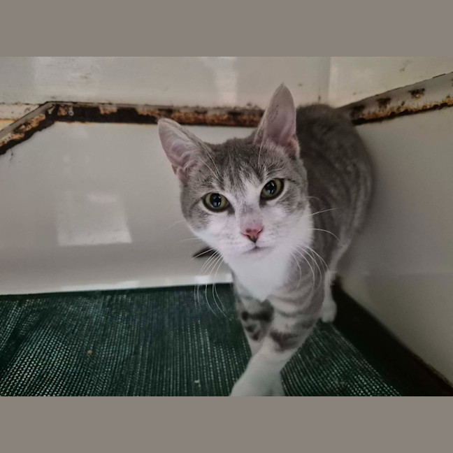 Photo of Sneezy