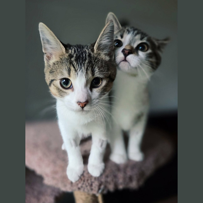 Photo of Hazelnut   In Foster Care In Northcote
