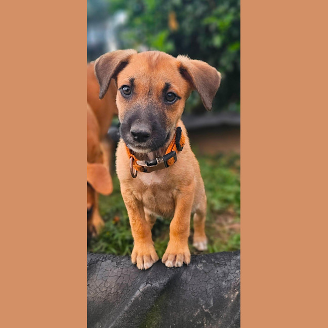Photo of Uno