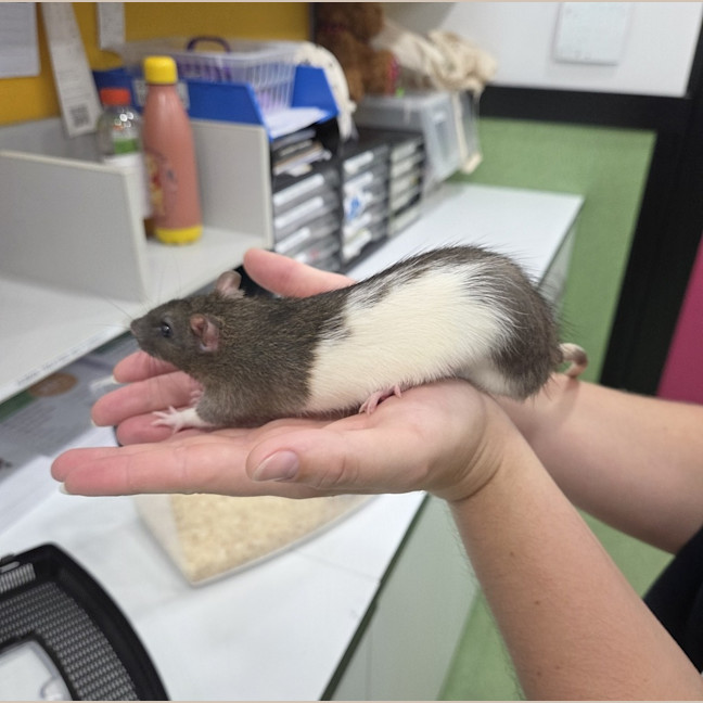 Photo of Ratthew