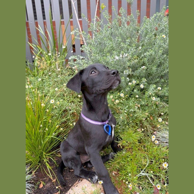 Photo of Jet   8 Week Old Wolfhound X