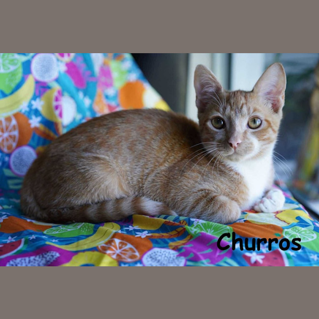Photo of Churros