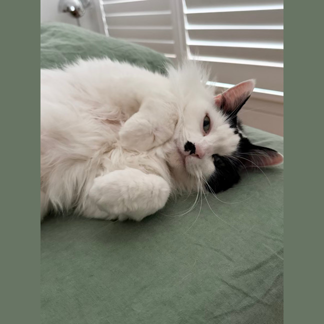 Photo of Beerus   In Foster Care In Northcote