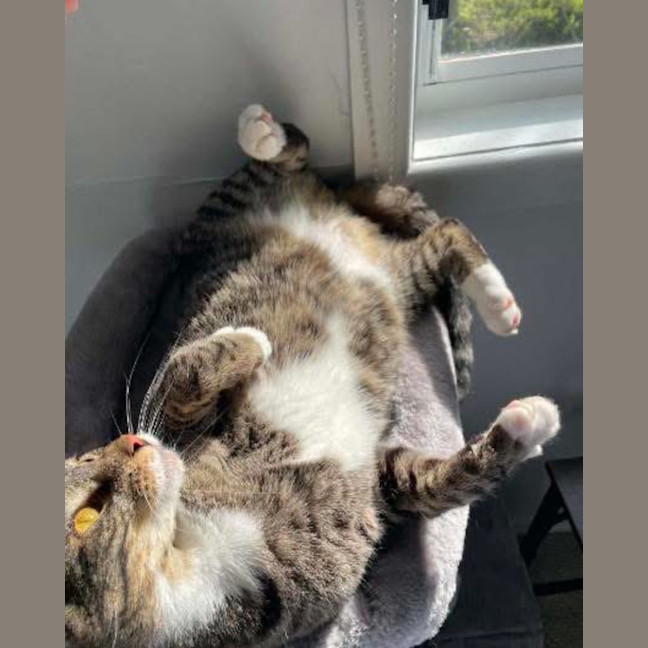 Photo of Tommy