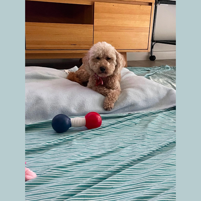 Photo of Lilly And Murphy 