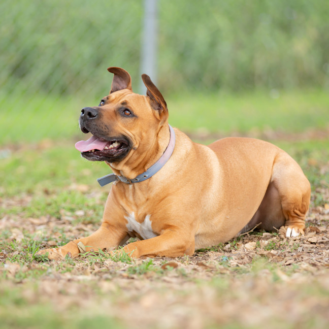 Photo of Scrappy Doo