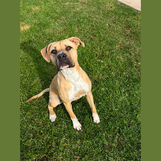 Photo of Daisie
