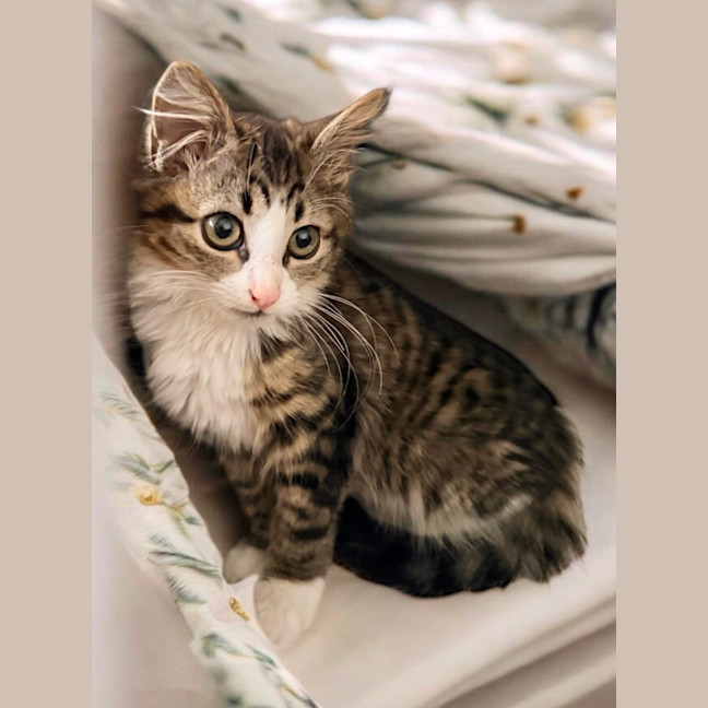 Photo of 💜 Harlequin 💜