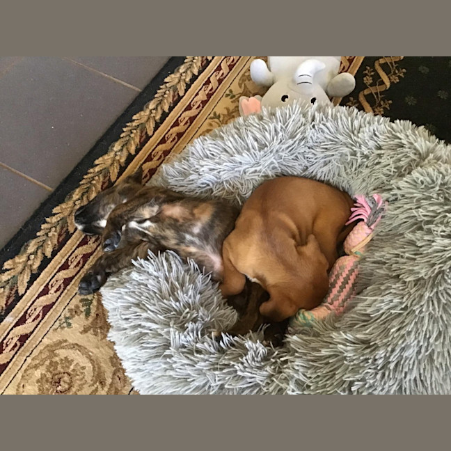 Photo of Mudi (Bear)