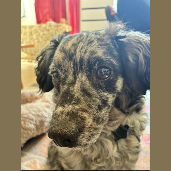 Photo of Buddy