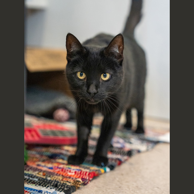 Photo of Evanescence