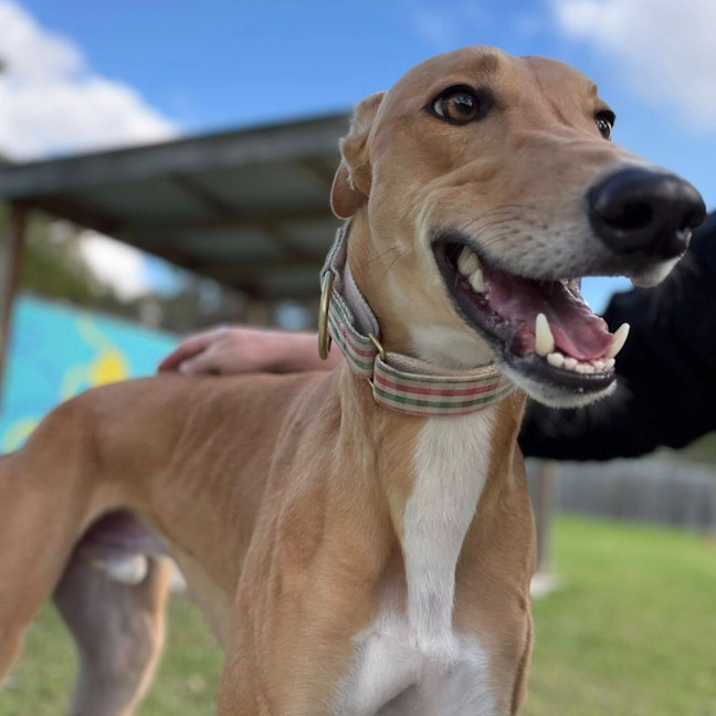Photo of Spunky The Greyhound