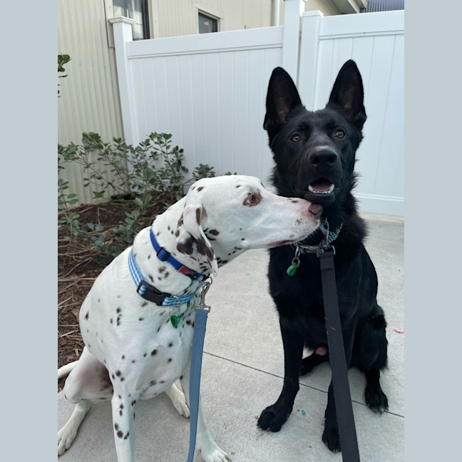 Photo of Loki & Remy