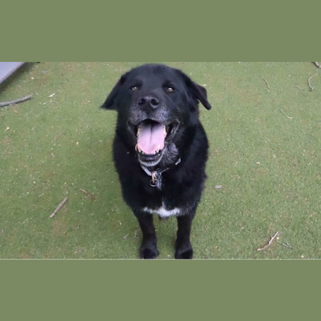 Photo of Kobi
