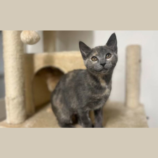 Photo of Smudge