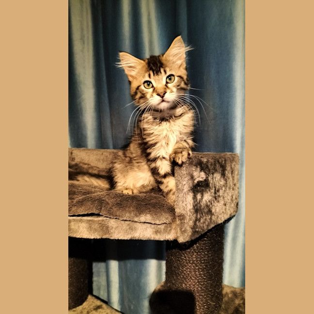 Photo of Vagabond   Petstock