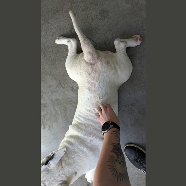 Photo of Loki