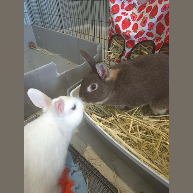 Photo of Basil (W Olive)