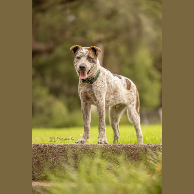 Photo of Hamish   6 Month Old Cattle Dog X