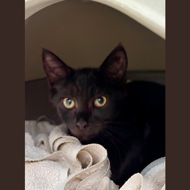 Photo of Remy