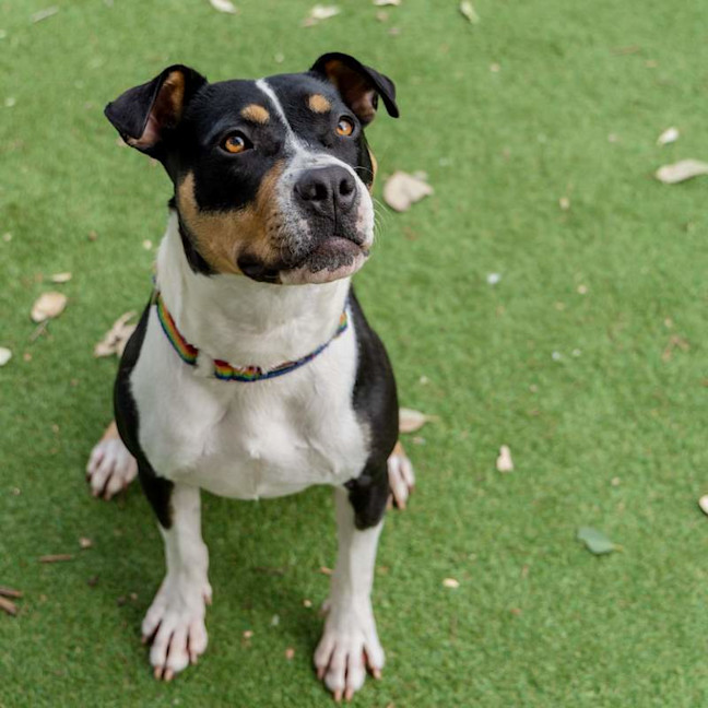 Photo of Patches