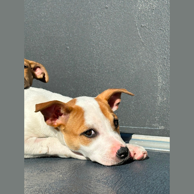 Photo of Harry 💙🐶