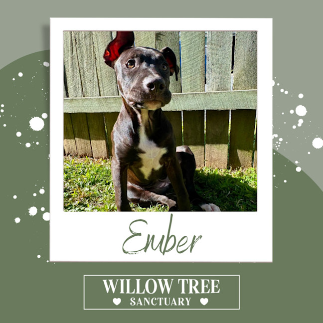 Photo of Ember
