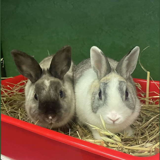 Photo of Penny (Bonded To Tabitha)