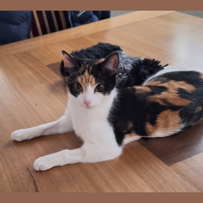 Photo of Lily *9 Lives Project Rescue*