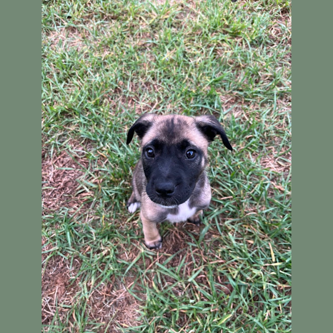 Photo of Fearne (65662)