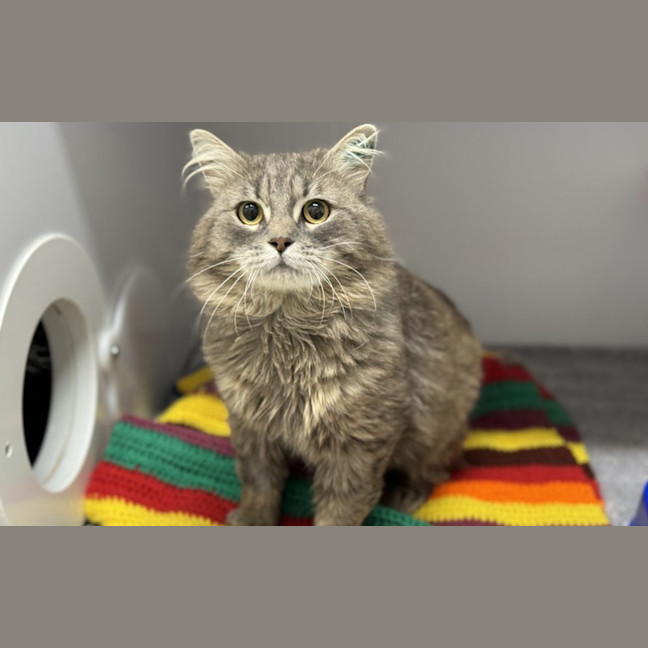 Photo of Dumpling