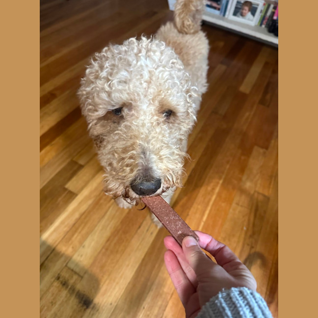 Photo of Pierre   6 Year Old Groodle
