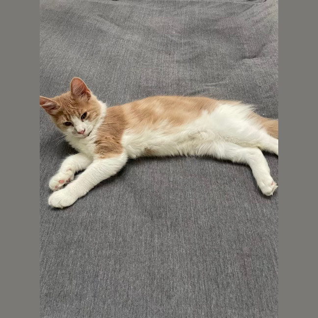 Photo of Momo