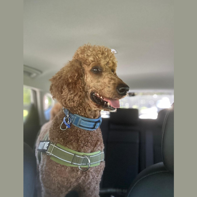 Photo of Jack   6 Year Old Poodle