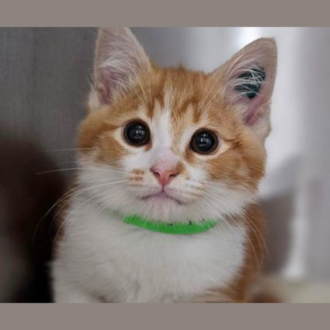 Photo of Mango